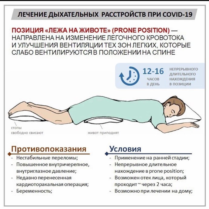 Строение скелета спереди и сзади