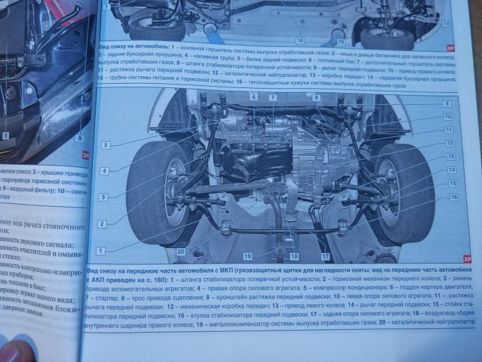 Цветущие деревья вид снизу