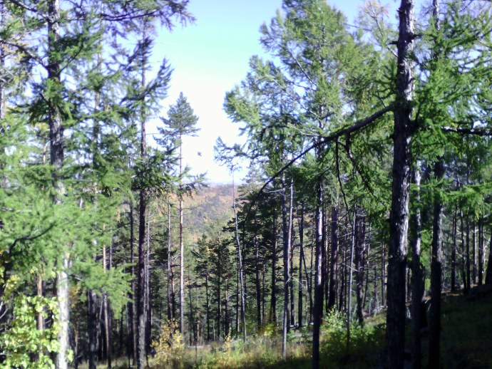Лагерстремия (индийская сирень) Вайолет