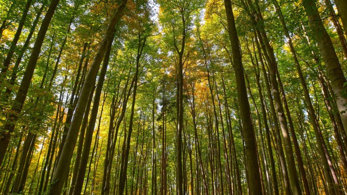 Деревья в лесу