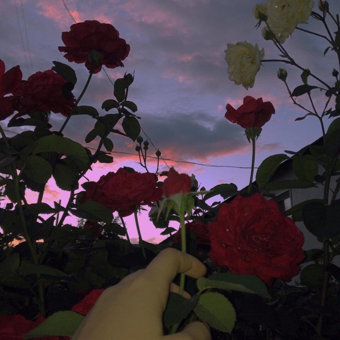 Саша айс и софа Купер