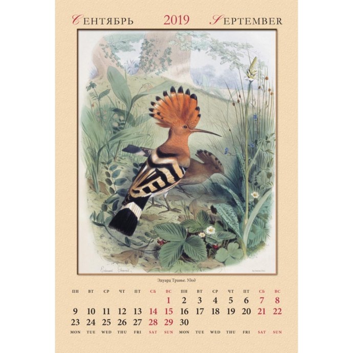 Птенцы удода как приручить