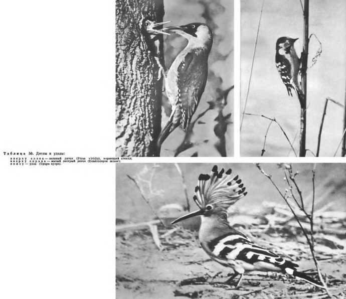 Дамы на ночь