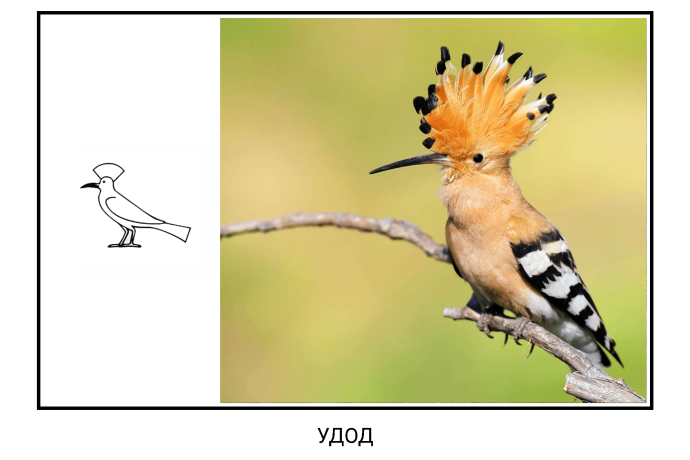 Календарь птицы обложка