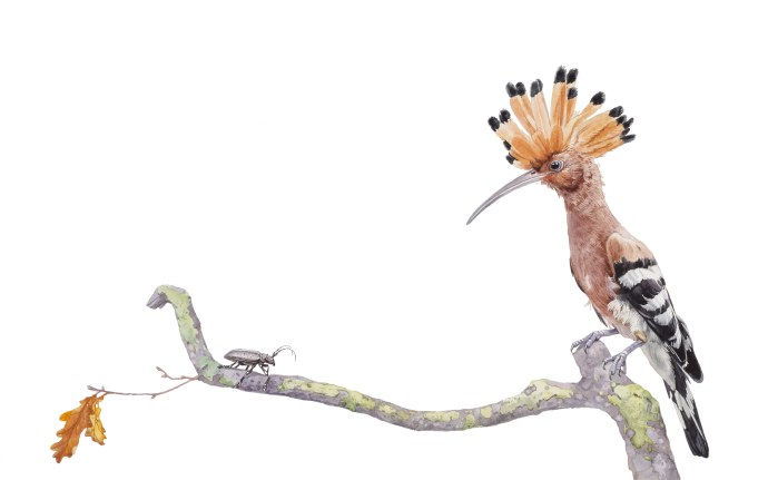 Полина Хлопотова Шрейдер