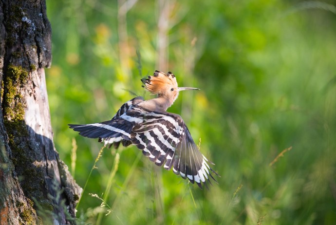 Удод черно белая картинка для детей