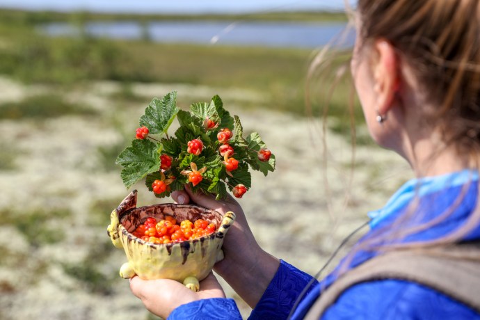 Черника Мурманск