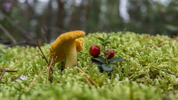 Ekaterina Chernysheva Екатерина Чернышева