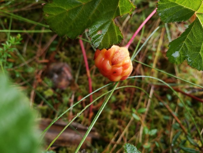 Катя Ширяева