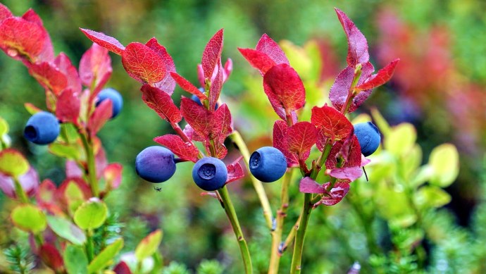 Ягоды желтые рисунок