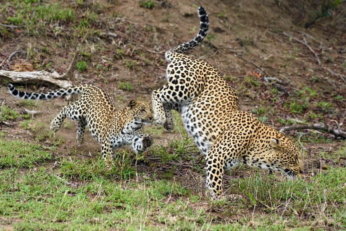 Дарья Граф фигура