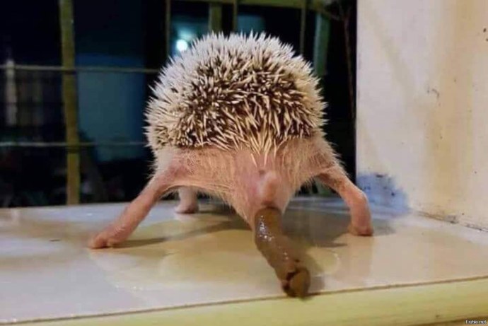 Песков еж