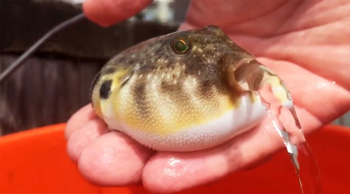 Рыба фугу гиф