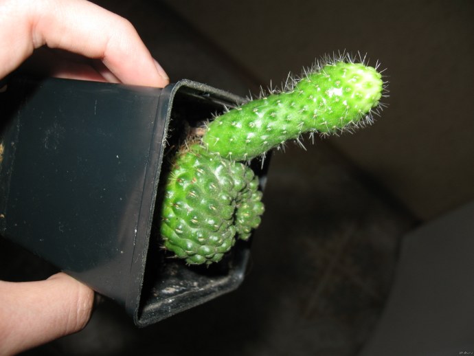 Кактус член