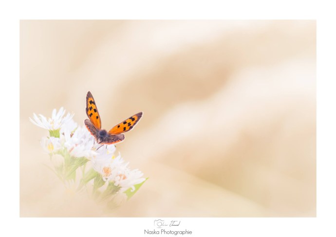 Красивая качественная порнушка