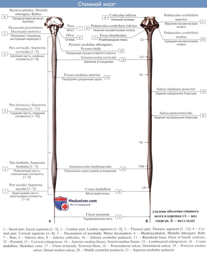 Феникс Мари начальница анал