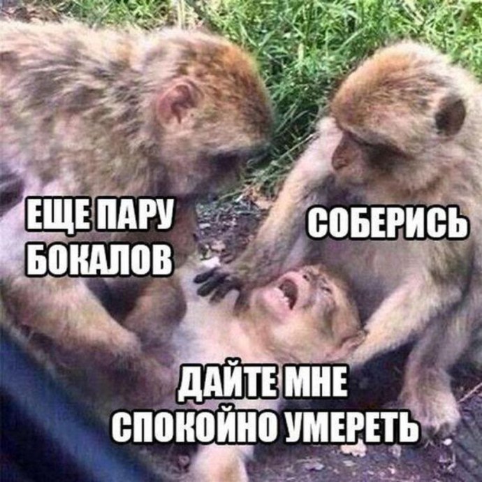 Обезьяна Мем