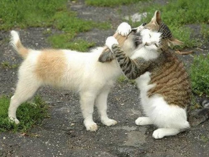 Ласковое слово и кошке приятно