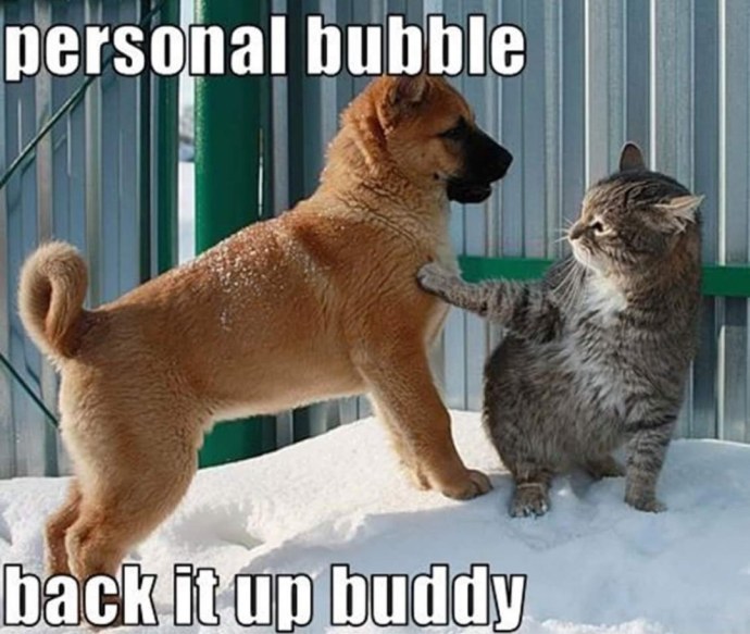 Шутки с котами и собаками