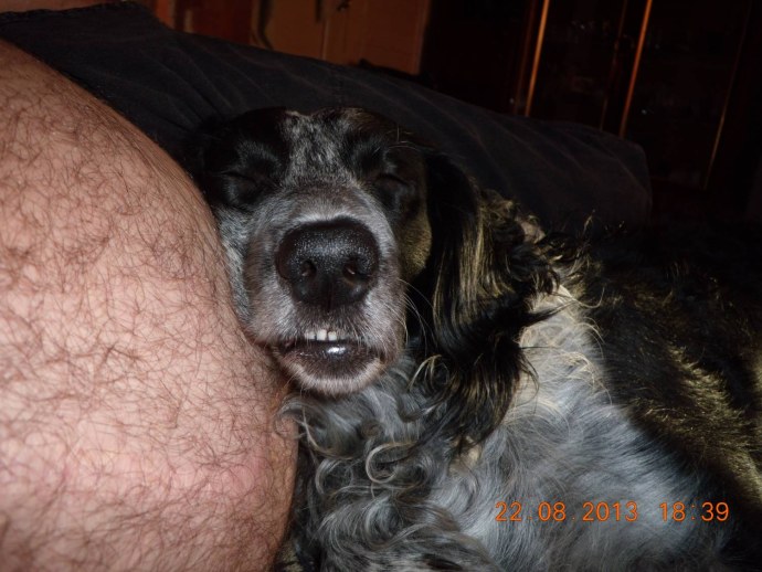 Эротические фото сиськи уши спаниеля.