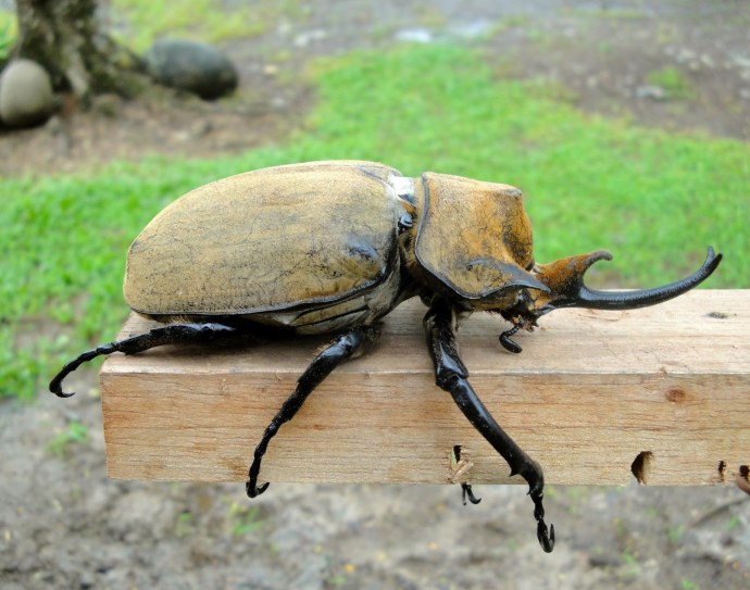 Самый опасный Жук в мире