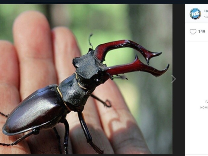 Хентай гигантские насекомые