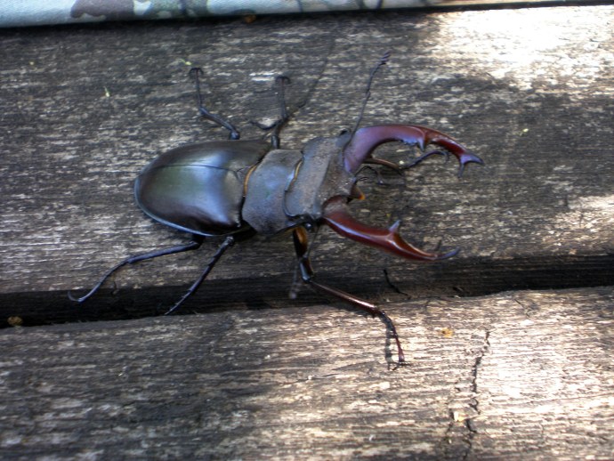 Ксенофилия хентай чужой