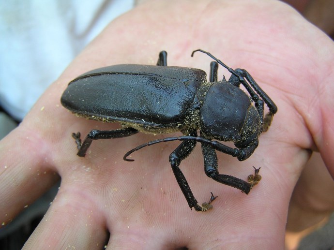 Инсектоид Скорпион хентай