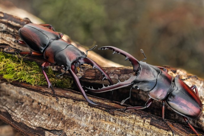 Сколопендра хентай Монстер герл