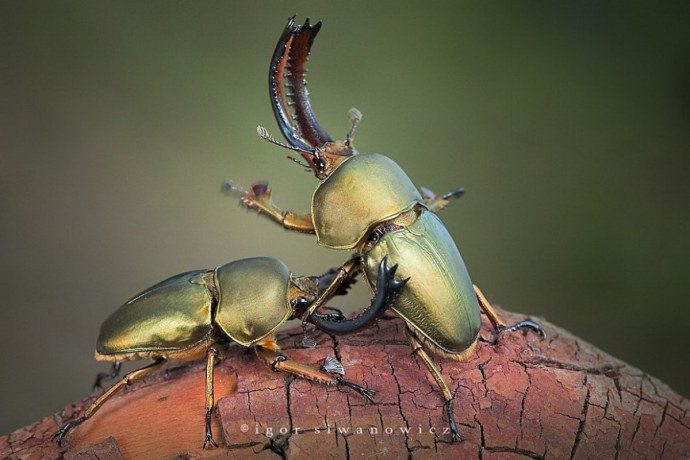 Инсектоид хентай самка