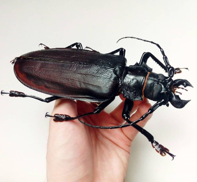 Хентай сколопендра Monster girl