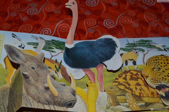 Домашний фотоальбом женщины