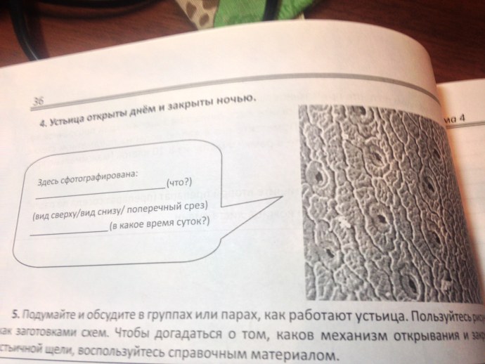 Мышцы таза начало прикрепление функции таблица