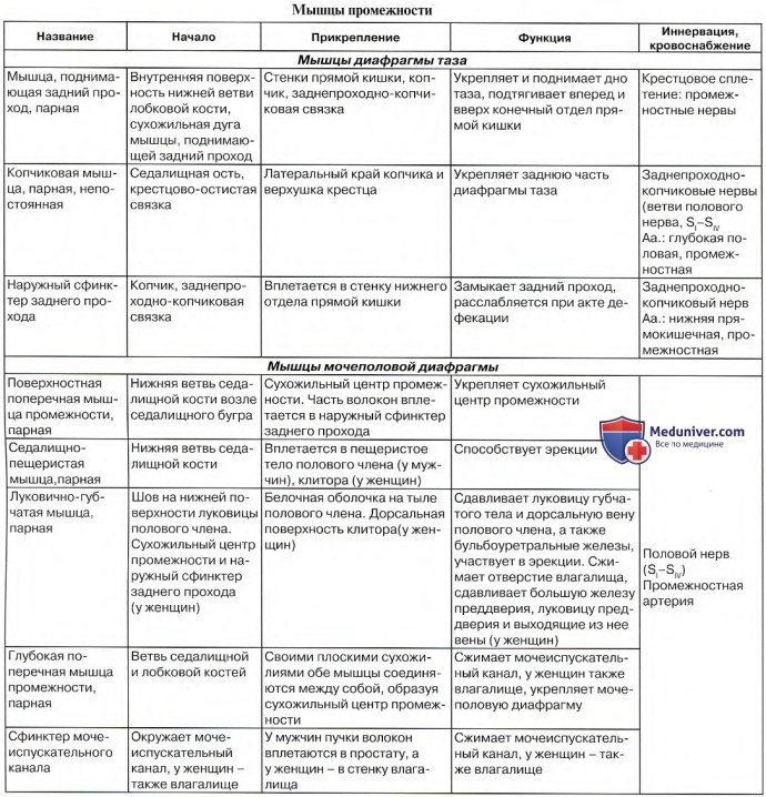 Огромный волосатый пенис