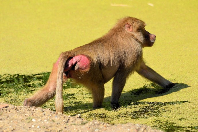 Цианид носок