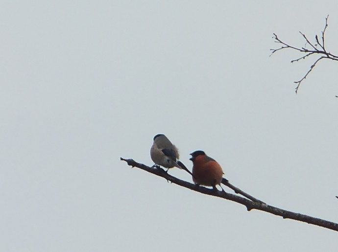 Хентай покемоны ХЬЮМАН male