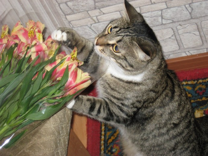 Котик на каблуках