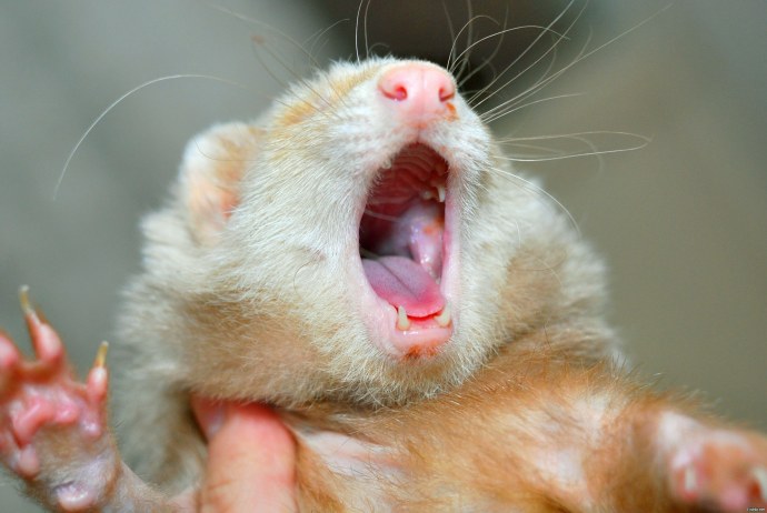 Лабораторные показатели биохимии крови