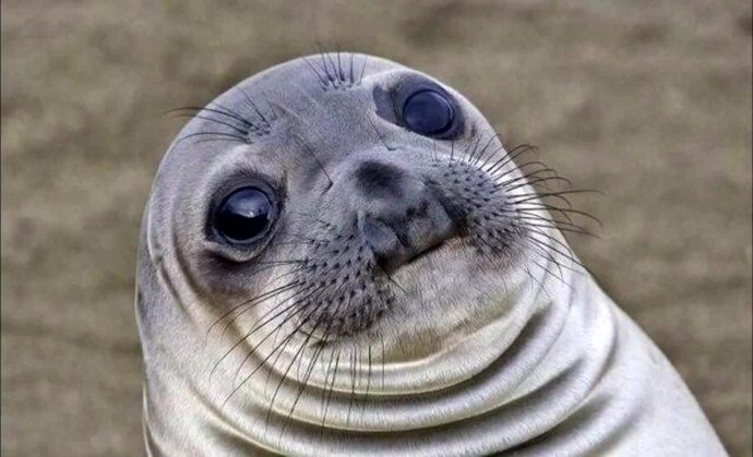 Плачущий тюлень Мем