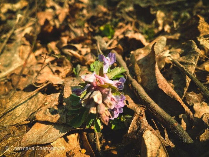 Daikin Emura ftxg35ls/ ftxg35lw/ ftxg25ls