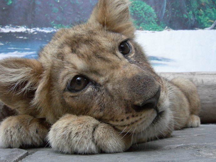 Анушка Делон в купальнике