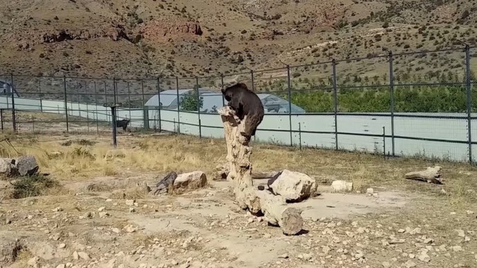 Эффект электрогирации