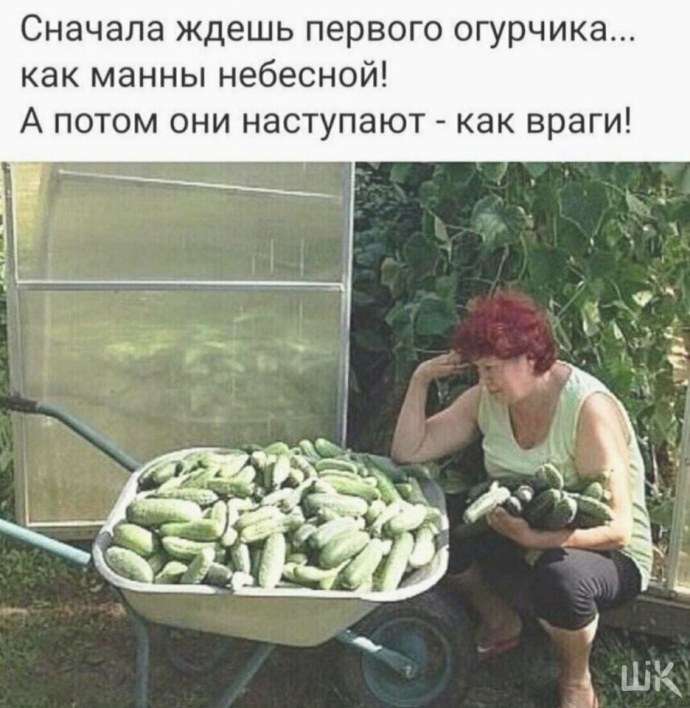 Приколы про кабачки