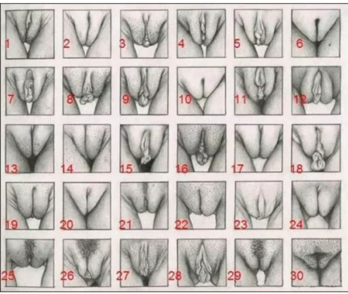 Формы полового органа у женщин