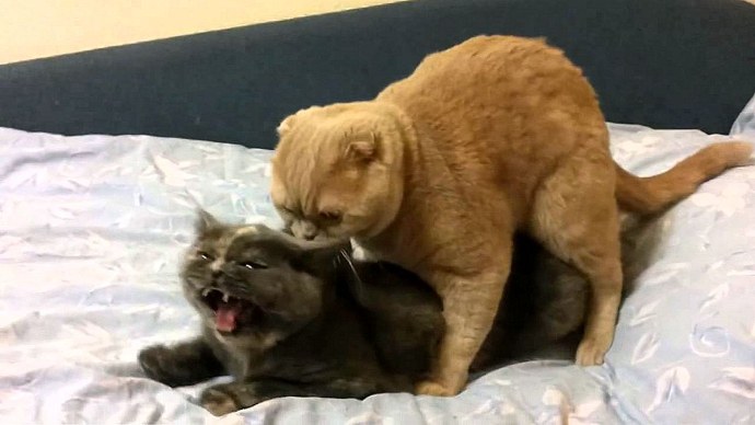 Спаривание людей с котами