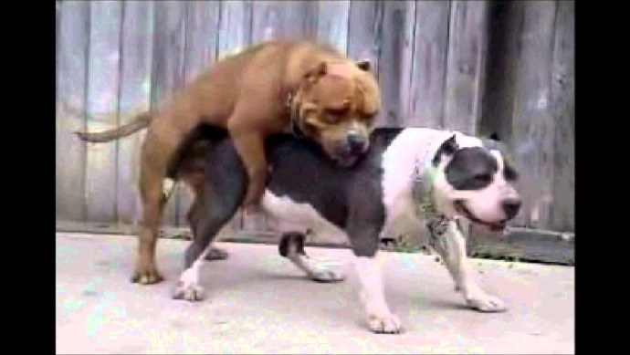 Собаку чпокает