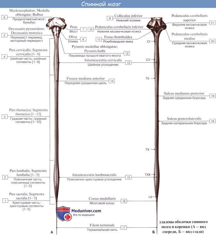 Массаж сидя на спине