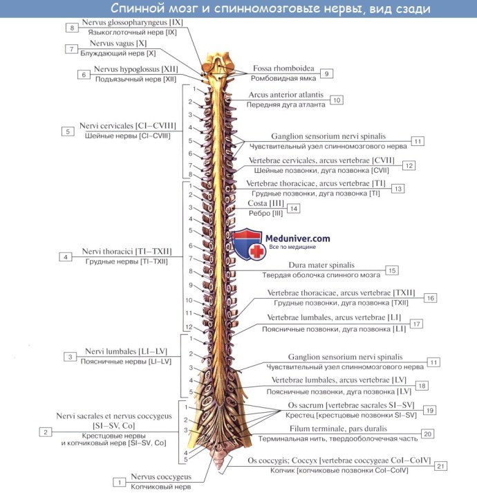 Строение терминальной нити спинного мозга