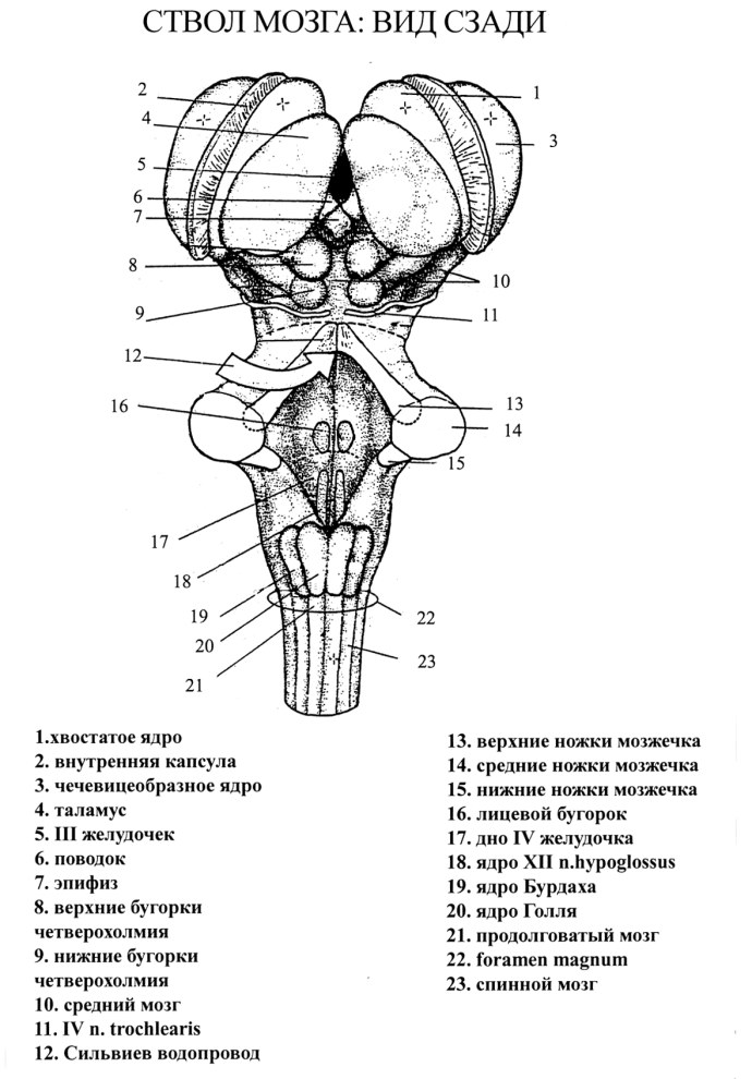 Лошадь вид сверху