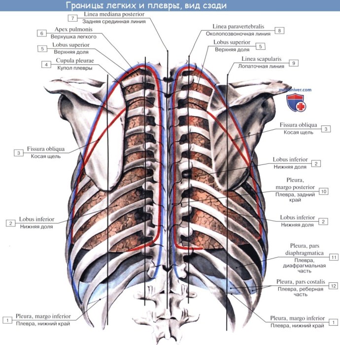 Плечевая кость строение анатомия